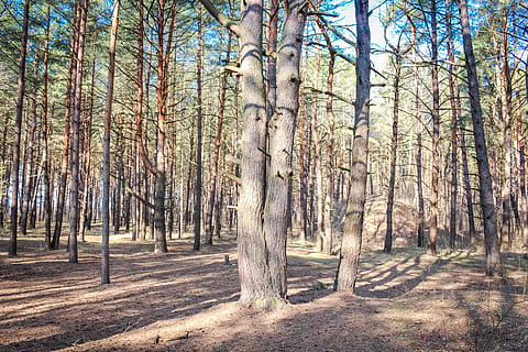 pine, forest, coniferous, summer, bright, nature, trees, russia, needles, thicket, coniferous tree, trunk, fisheye, skyward, high, tree, plant, tree trunk, land, tranquility, woodland, tranquil scene, beauty in nature, day, growth, no people, environment, landscape, scenics - nature, sunlight, non-urban scene, outdoors, pine woodland, 5K, CC0, public domain, royalty free
