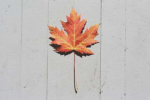 orange, leaf, white, surface, autumn, fall, maple leaf, plant part, change, orange color, close-up, nature, day, wall - building feature, no people, outdoors, directly above, plant, wood - material, red, leaf vein, natural pattern, dry, pattern, leaves, natural condition, 5K, CC0, public domain, royalty free