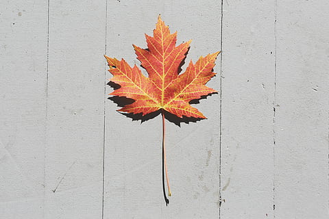 Marrone, foglia di acero, bianca, di legno, superficie, foto, autunno, foglia, natura, nessuno, modificare, avvicinamento, giorno, all'aperto, bellezza nella natura, parte vegetale, colore arancione, caratteristica della parete, legno - materiale, direttamente sopra, pianta, asciutto, modello naturale, rosso, modello, fragilità, le foglie, condizione naturale, 5K, CC0, dominio pubblico, privo di copyright