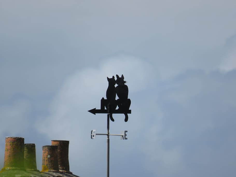 vejrhane, kat, vind, himmel, lav vinkel visning, ingen mennesker, natur, dag, sky - himmel, vejledning, dyr repræsentation, dyr, arkitektur, dyre temaer, skilt, retning, udendørs, fugl, bygget struktur, repræsentation, bygning udvendig, husdyr, 5K