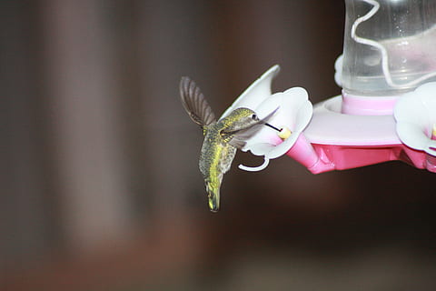 vert, colibri, blanc, fleur pétale, alimentation, en vol stationnaire, la gorge rubis, chargeur, fleur, plante à fleurs, se concentrer sur le premier plan, animal, un animal, thèmes animaux, fermer, fraîcheur, animaux à l'état sauvage, la faune des animaux, fragilité, beauté dans la nature, pétale, vulnérabilité, invertébré, une personne, insecte, la nature, Vrais gens, plante, tête de fleur, doigt, 4K, CC0, domaine public, libre de droits