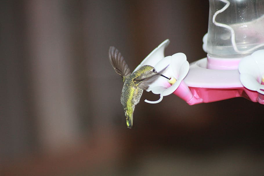 zelená, kolibřík, bílý, květ okvětní lístek, krmení, vznášející se, ruby-throated, podavač, květ, kvetoucí rostlina, zaměřit se na popředí, zvíře, jednoho zvířete, zvířat, detail, svěžest, zvířata ve volné přírodě, křehkost, krása v přírodě, okvětní lístek, zranitelnost, bezobratlý, jedna osoba, hmyz, Příroda, skutečných lidí, rostlina, květu hlavy, prst, 4K