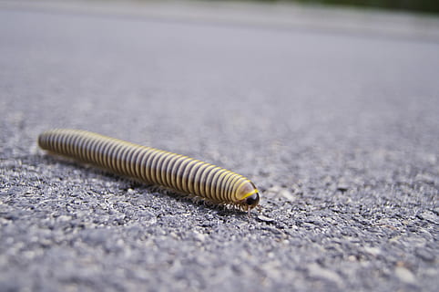 stonogi, robak, asfalt, na dworze, dzień, żadnych ludzi, Droga, plaża, zbliżenie, selektywne skupienie, ulica, Natura, Miasto, teksturowane, żółty, bezkręgowy, poziom powierzchni, zwierzę, transport, zwierzęca przyroda, zwierzęta na wolności, tematy zwierzęce, pojedynczy obiekt, 4K, CC0, domena publiczna, darmowe zdjęcia