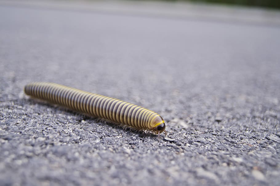 centipedes, orm, asfalt, udendørs, dag, ingen mennesker, vej, strand, tæt på, selektiv fokusering, gade, natur, by, tekstureret, gul, hvirvelløse, overflade niveau, dyr, transportmidler, dyreliv, dyr i naturen, dyre temaer, enkelt objekt, 4K