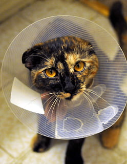calicó, cuello ortopédico, gato, collar, carey, mascota, esterilizado, animal, felino, nacional, veterinario, gatito, cuidado, pata, piel, bigotes, médico, mamífero, cola, mullido, atigrado, cirugía, paciente, clínica, salud, tratamiento, compañero, un animal, mascotas, Gato domestico, mirando a la cámara, temas de animales, retrato, animales domesticos, de cerca, gente, vertebrado, centrarse en primer plano, vista de alto ángulo, adentro, ojo de animal, 2K, CC0, dominio público, libre de derechos