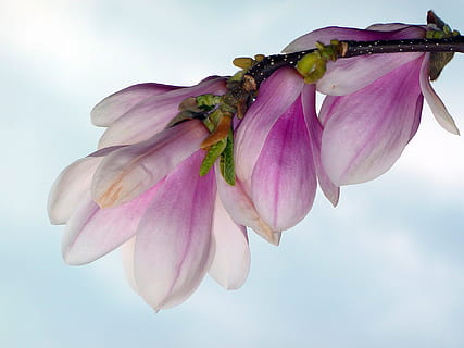 închide, fotografie, flori petaled alb și violet, a închide, alb, Violet, flori, primăvară, mugur, copac, natură, inflori, a inflori, lăstari, ramură, frunze, magnolie, varza, floare, culoarea roz, plantă, petală, frumusețe în natură, cap de floare, în aer liber, macro, vară, sezon, fragilitate, planta cu flori, prospeţime, vulnerabilitate, inflorescenţă, creştere, nici o persoana, să se concentreze asupra primelor elemente, zi, polen, moliciune, sepală, 1080P, CC0, domeniu public, fără drepturi de autor