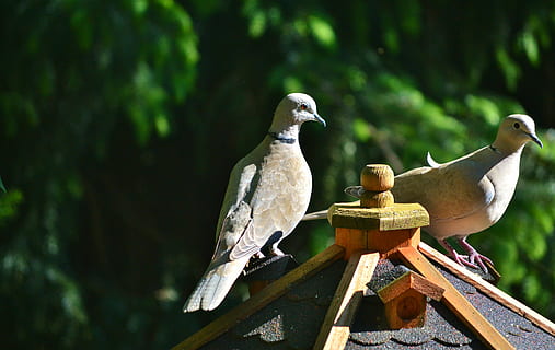 Taube, Vogel, ergattert, Natur, Stadt Taube, Geflügel, Flügel, Tier, Taubenvogel, Tierwelt, draußen, Schnabel, Tierthemen, Wirbeltier, Tiere in freier Wildbahn, hocken, keine Leute, Gruppe von Tieren, Fokus auf den Vordergrund, Baum, Holz - Material, Tag, trauernde Taube, zwei tiere, Wald, Sonnenlicht, 5K, CC0, gemeinfrei, lizenzfrei