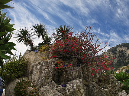 montagna, monaco, Bot, giardino, kakdeen, fiorire, fioritura, sole, natura, filigrana, pianta, albero, Palma, nuvola - cielo, giorno, nessuno, cielo, crescita, bellezza nella natura, Inquadratura dal basso, roccia, la tranquillità, rosso, solido, scenics - natura, roccia - oggetto, pianta fiorita, pianta succulenta, fiore, all'aperto, 2K, CC0, dominio pubblico, privo di copyright