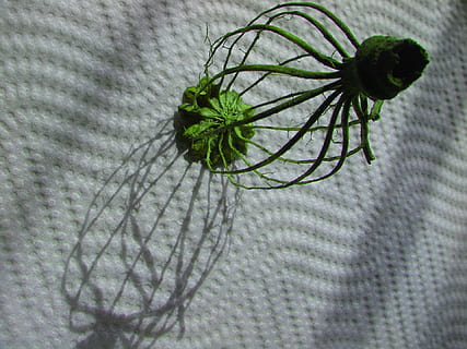 Mohnkopf, leeren, Schatten, Licht, Einfachheit, Pflanze, Wachstum, Blatt, Nahansicht, Pflanzenteil, Natur, High Angle View, keine Leute, grüne Farbe, Schönheit in der Natur, Zerbrechlichkeit, Blume, Muster, Textil-, Verletzlichkeit, drinnen, Botanik, blühende Pflanze, Frische, Tag, Blütenkopf, 1080P, CC0, gemeinfrei, lizenzfrei