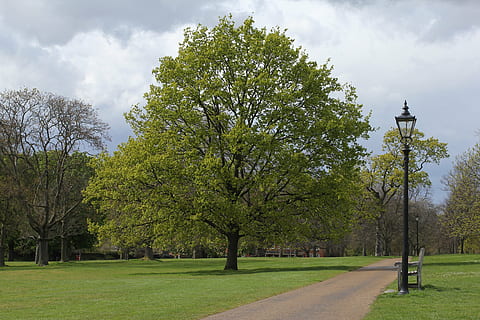 parc, primăvară, bancă, copac, plantă, cer, Culoarea verde, iarbă, stradă, nor - cer, lumina stradală, natură, parc - om spațiu făcut, liniște, nici o persoana, frumusețe în natură, cărare, creştere, o scenă liniștită, echipamente de iluminat, direcţie, zi, în aer liber, lampă electrică, 5K, CC0, domeniu public, fără drepturi de autor