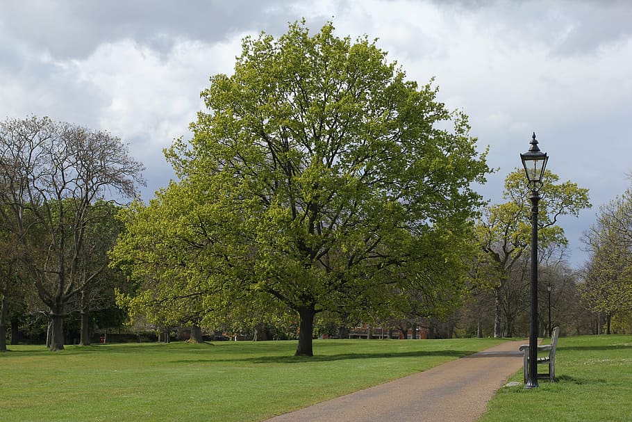 parc, primavera, banc, arbre, planta, cel, color verd, herba, carrer, núvol - cel, llum del carrer, naturalesa, parc - l'home va fer espai, tranquil·litat, cap gent, bellesa a la natura, sendera, creixement, escena tranquil·la, equips d’il·luminació, direcció, dia, a l'aire lliure, llum elèctrica, 5K