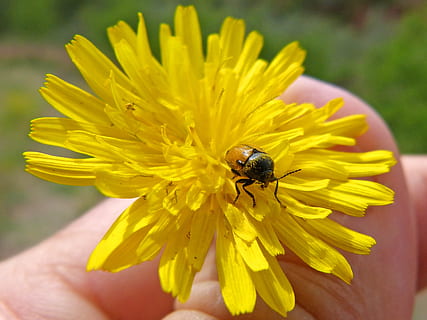 Käfer, Löwenzahn, winzig, Coleoptera, Insekt, Natur, Nahansicht, Sommer-, Blume, Makro, Tier, blühende Pflanze, wirbellos, Blütenblatt, Zerbrechlichkeit, Blütenkopf, Verletzlichkeit, Tierwelt, Tiere in freier Wildbahn, Schönheit in der Natur, Frische, Tierthemen, Pflanze, Gelb, ein Tier, Biene, Blütenstand, Pollen, Bestäubung, Hand, Finger, 2K, CC0, gemeinfrei, lizenzfrei