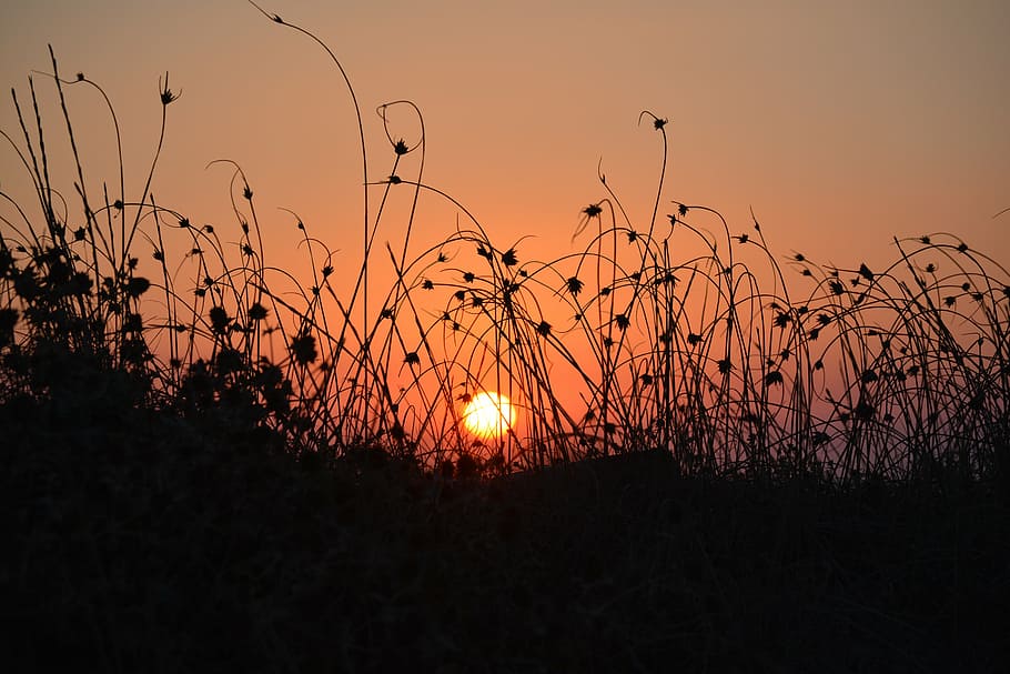 solnedgang, Halme, græs, urt, silhuet, aften, himmel, orange, sol, natur, scenics, landbrug, udendørs, rolig scene, Mark, ingen mennesker, skønhed i naturen, orange farve, scenics - natur, plante, landskab, ro, idyllisk, miljø, sollys, baggrundsbelyst, jord, vand, mørk, romantisk himmel, 5K