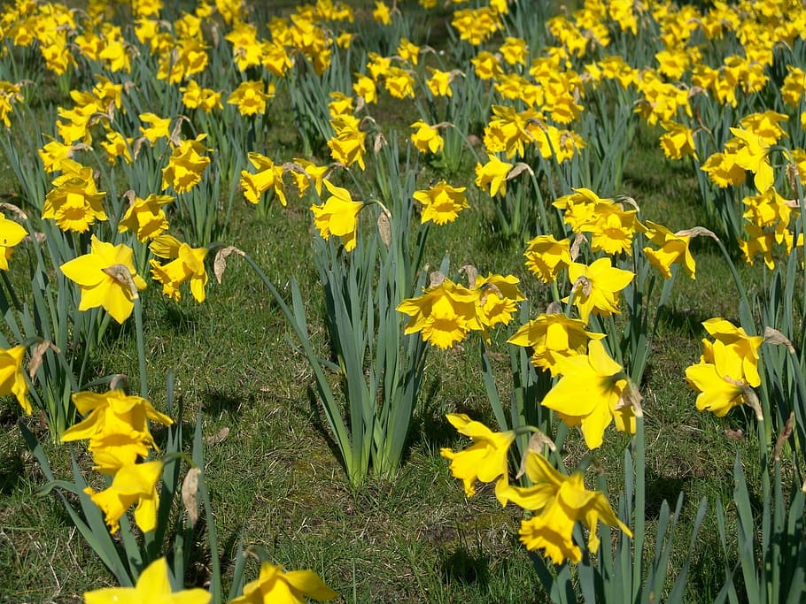 narcisos, Pasqua, groc, osterglocken, flors, flor, planta, agricultura, naturalesa, creixement, planta amb flors, frescor, bellesa a la natura, fragilitat, camp, vulnerabilitat, terra, cap de flor, abundància, cap gent, dia, primer pla, pètal, inflorescència, primavera, a l'aire lliure, llit de flors, 1080P