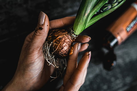 making, little, ornamental, seedling, small, jar, Woman, plant, decoration, ornament, planting, crafting, adornment, human Hand, people, one Person, color Image, human body part, food and drink, high angle view, holding, hand, real people, vegetable, food, healthy eating, freshness, root vegetable, wellbeing, close-up, focus on foreground, carrot, unrecognizable person, indoors, finger, 5K