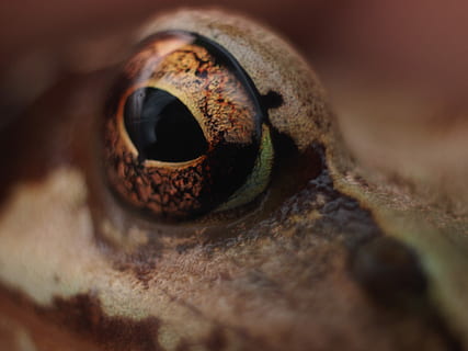 ojo, rana, detalle, ver, un animal, temas de animales, de cerca, fauna animal, animales en la naturaleza, ojo de animal, animal, enfoque selectivo, parte del cuerpo del animal, reptil, vertebrado, geco, nadie, lagartija, primer plano extremo, parte del cuerpo, cabeza de animal, percepcion sensorial, retrato, venenoso, globo del ojo, iris - ojo, 4K, CC0, dominio público, libre de derechos