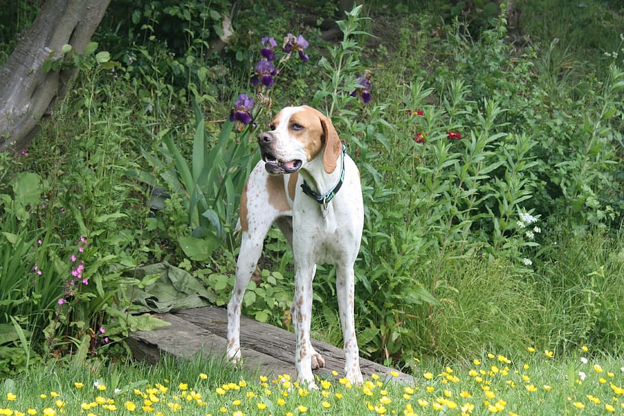 pointer, cane, animale domestico, canino, pointer, cane, animale, pedigree, di razza, bianca, domestico, cane da caccia, un animale, animali domestici, all'aperto, giorno, pianta, temi animali, mammifero, crescita, vertebrato, colore verde, pianta fiorita, fiore, natura, erba, nessuno, in piedi, Weimaraner, 4K