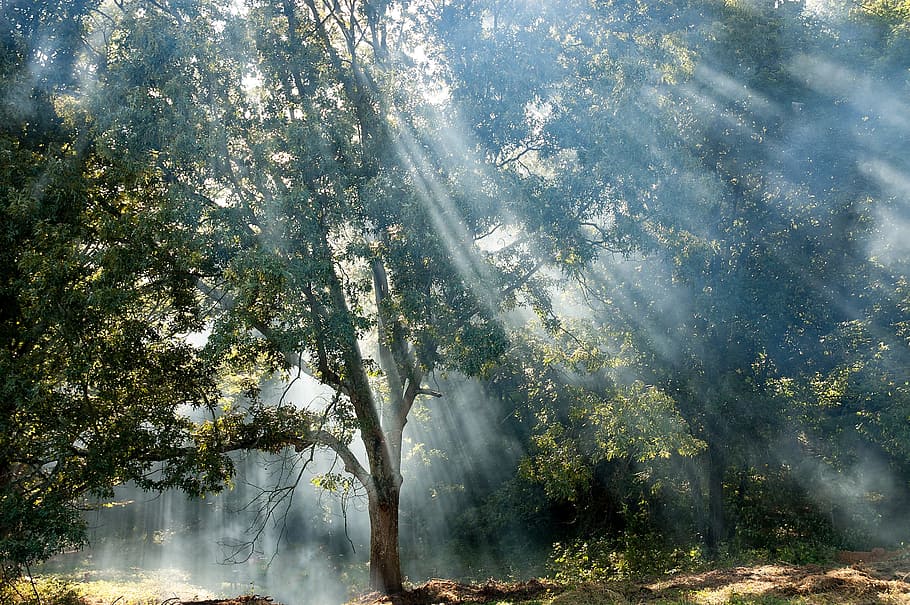 alt, verd, fulles, arbre, els raigs del sol, raigs de llum, boira, raigs, paisatge forestal, planta, bellesa a la natura, llum solar, terra, bosc, naturalesa, raig de sol, fum - estructura física, dia, tranquil·litat, creixement, cap gent, escena tranquil·la, escenics - natura, escena no urbana, medi ambient, a l'aire lliure, color verd, idíl·lic, streaming, 2K