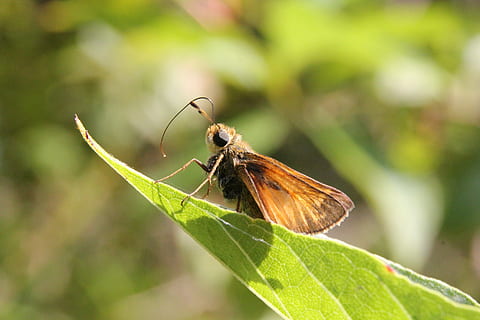 Insect, Moth, Bug, leaf, one animal, animal themes, green color, plant, invertebrate, animal, animal wildlife, plant part, animals in the wild, close-up, focus on foreground, nature, animal wing, day, no people, growth, outdoors, animal body part, butterfly - insect, 5K, CC0, public domain, royalty free