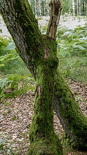 rot, tre, skog, trerot, Logg, natur, bark, grønn, anlegg, trestamme, stamme, vekst, ro, grønn farge, land, mose, dag, ingen folk, skjønnhet i naturen, rolig scene, utendørs, naturskjønnhet - natur, gress, felt, regnskog, 4K, CC0, offentlig domene, opphavsrett gratis
