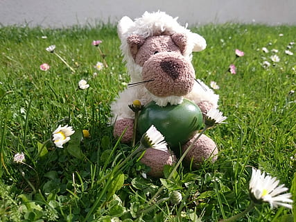 Ostern, Frühling, Wolf, Schaffell, happychapi, Gras, Spielzeug, Plüschtier, grüne Farbe, Teddybär, Blume, Pflanze, blühende Pflanze, Natur, Feld, keine Leute, Wachstum, Darstellung, Tierdarstellung, Land, Tag, Frische, Schönheit in der Natur, draußen, Zerbrechlichkeit, 2K, CC0, gemeinfrei, lizenzfrei