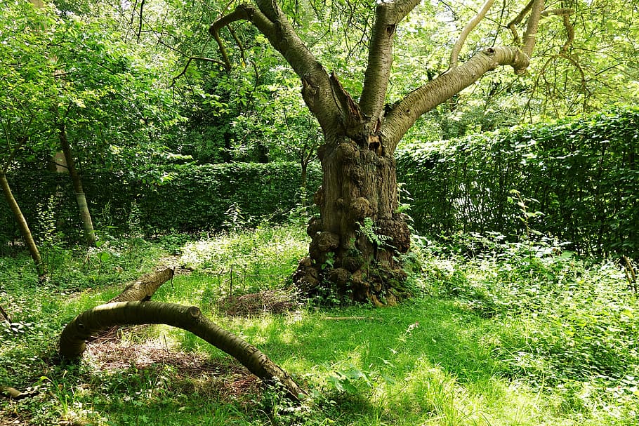 arbre, nodrit, tronc, vell, arbre nodrit vell, antic, jardí, naturalesa, fusta, creixement, nusos, branca, bosc, a l'aire lliure, color verd, full, estiu, planta, tronc de l'arbre, terra, tranquil·litat, herba, bellesa a la natura, cap gent, dia, escenics - natura, escena tranquil·la, exuberant fullatge, escena no urbana, 4K