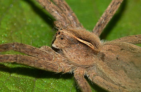 ragno, insetto, predatore, araneae, ragni, pisaura, un animale, fauna selvatica, temi animali, animali allo stato selvatico, rettile, nessuno, animale, albero, pianta, vertebrato, natura, mammifero, giorno, avvicinamento, roditore, colore verde, messa a fuoco selettiva, all'aperto, Marrone, ramo, scoiattolo, testa di animale, 1080P, CC0, dominio pubblico, privo di copyright