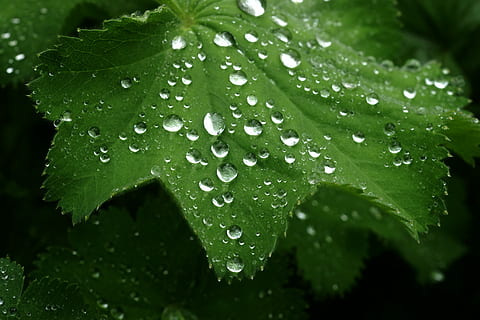 pioggia, foglia, rugiada, far cadere, natura, macro, avvicinamento, purezza, freschezza, primavera, pianta, goccia di pioggia, condensazione, gocciolina, acqua, naturale, verde, fresco, mattina, stagione, dopo, riflessione, all'aperto, biologico, giardino, bagnato, parte vegetale, crescita, colore verde, bellezza nella natura, nessuno, giorno, concentrarsi sulle conoscenze acquisite, le foglie, stagione piovosa, fiore, 5K, CC0, dominio pubblico, privo di copyright