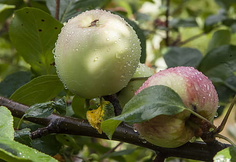 Mela, pioggia, far cadere, foglia, settembre settembre, avvicinamento, colore verde, acqua, crescita, pianta, cibo e bevande, freschezza, cibo, parte vegetale, natura, bagnato, nessuno, mangiare sano, frutta, concentrarsi sulle conoscenze acquisite, benessere, giorno, all'aperto, rugiada, goccia di pioggia, 2K, CC0, dominio pubblico, privo di copyright