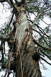 arbre, eucaliptus, tronc, escorça, tires, desgastat, planta, vista d’angle baix, tronc de l'arbre, dia, naturalesa, branca, creixement, cap gent, cel, textura, tranquil·litat, a l'aire lliure, bellesa a la natura, alta - alta, material de fusta, terra, bosc, copa de l'arbre, 1080P, CC0, domini públic, lliure de regalies