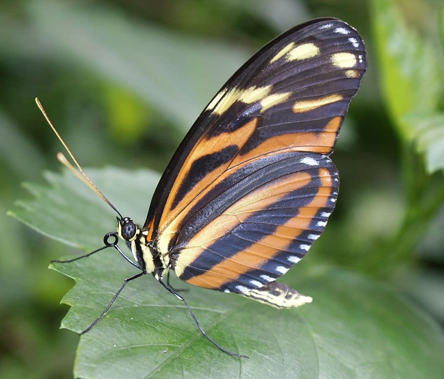 Marrone, nero, farfalla, grande, tigre, insetto, bruco, natura, invertebrato, temi animali, fauna selvatica, un animale, animale, animali allo stato selvatico, ala animale, avvicinamento, farfalla - insetto, bellezza nella natura, parte vegetale, foglia, segni di animali, concentrarsi sulle conoscenze acquisite, colore verde, pianta, nessuno, giorno, all'aperto, 720P