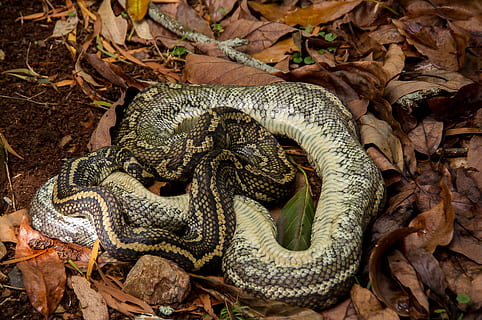 kiliminė python, miręs, gyvatė, suvynioti, lapai, juoda, geltona, Australija, queensland, odą, laukiniai, gyvūnų gyvūnija, gyvūnams, gyvūnų temos, ropliai, vienas gyvūnas, gyvūnas, stuburiniai, nėra žmonių, augalų dalis, dieną, pobūdį, aukšto kampo vaizdas, žemės, lauke, Iš arti, gyvūnų kūno dalis, Sugarbanota, medis, nuodingas, gyvūnų skalė, 2K, CC0, Viešasis domenas, nemokamai