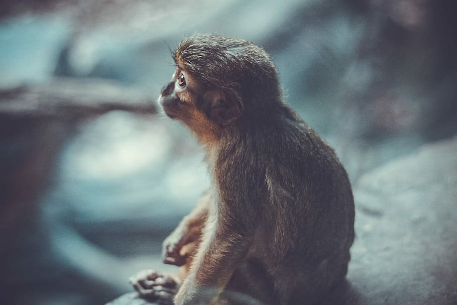 overfladisk, fotografering, abe, sidder, grå, sten-, leder, andre steder, grå abe sidder, dyr, primat, egern abe, tænke, vente, sidde, pels, ung, pattedyr, Titi, Guénon, baby, jungle, Zoo, dyreliv, et dyr, kigger væk, dyr i naturen, fokus på forgrunden, mennesker, dag, natur, sidebillede, udendørs, hår, bavian, overvejelse, 1080P
