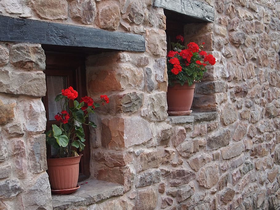 finestra, paret, olles, flors, façana, finestra antiga, pedra, vell, edifici antic, flor, vermell, estructura construïda, paret de pedra, planta, casa, planta amb flors, planta en test, arquitectura, funció de construcció de parets, naturalesa, creixement, dia, exterior de l'edifici, cap gent, test de flor, fragilitat, vulnerabilitat, frescor, bellesa a la natura, a l'aire lliure, maó, cap de flor, caixa de finestra, 4K