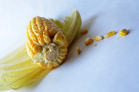 corn, maize, vegetables, grain, organic, harvest, nutrition, vegetarian, crop, sweetcorn, food and drink, food, studio shot, indoors, wellbeing, healthy eating, freshness, close-up, no people, still life, seed, yellow, fruit, raw food, high angle view, colored background, nature, plant, healthy lifestyle, ingredient, spaghetti, vegetarian food, 4K, CC0, public domain, royalty free