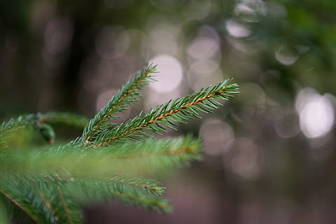 firs, makro, bokeh, bitki, yeşil renk, büyüme, ağaç, Yaprak, çam ağacı, kapatmak, bitki bölümü, doğa, gün, ön plana odaklanmak, insansız, doğada güzellik, iğne yapraklı ağaç, şube, seçici odak, açık havada, Pinaceae, iğne - bitki kısmı, huzur, köknar ağacı, 5K, CC0, kamu malı, telif ücretsiz