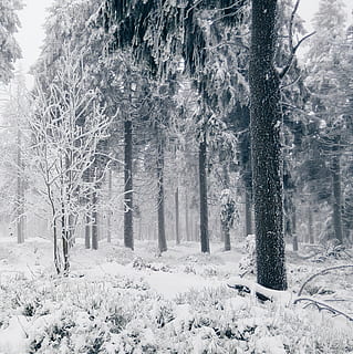 marchito, arboles, temporada de invierno, alto, cubierto, nieve, invierno, frío, bosque, naturaleza, temperatura fría, árbol, clima, nadie, scenics, planta, belleza en la naturaleza, cubierta, tierra, tranquilidad, tronco de arbol, el maletero, el color blanco, paisajes - naturaleza, escena tranquila, día, crecimiento, congelado, al aire libre, nevando, clima extremo, treelined, 2K, CC0, dominio público, libre de derechos