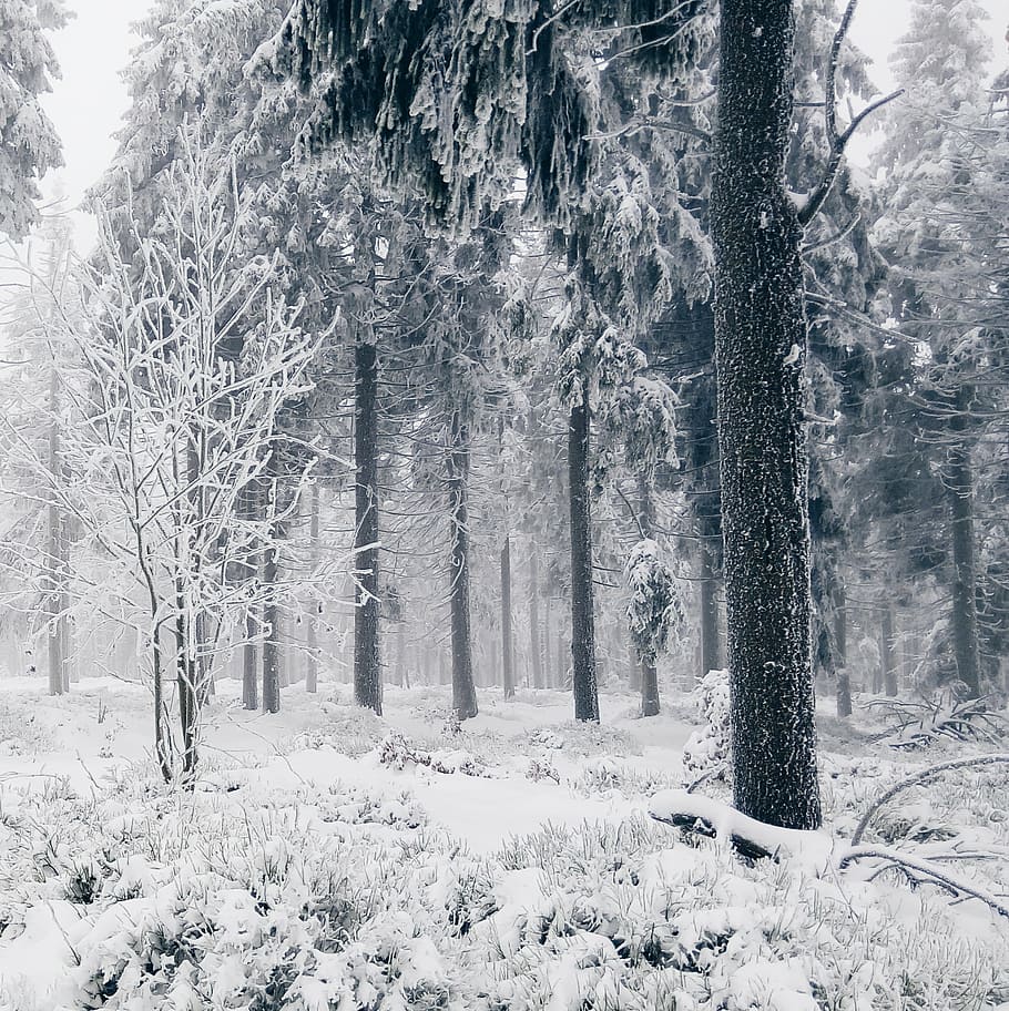marchit, arbres, temporada d’hivern, alt, cobert, neu, hivern, fred, bosc, boscos, naturalesa, temperatura de fred, arbre, temps, cap gent, escenics, planta, bellesa a la natura, cobertura, terra, tranquil·litat, tronc de l'arbre, tronc, Color blanc, escenics - natura, escena tranquil·la, dia, creixement, congelat, a l'aire lliure, nevar, clima extrem, treelined, 2K