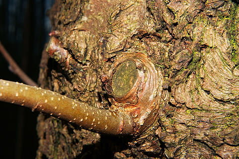 tribo, ramo, árvore, macro, tronco de árvore, tronco, animais selvagens, um animal, natureza, animais em estado selvagem, fechar-se, temas animais, animal, plantar, dia, ninguém, texturizado, ao ar livre, focar em primeiro plano, madeira - material, invertebrado, inseto, floresta, floresta tropical, 5K, CC0, domínio público, royalty free