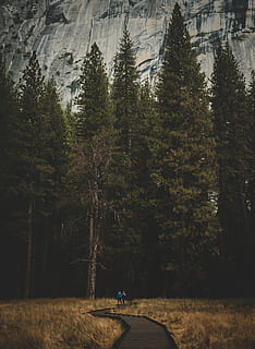mennesker, gå, vej, to, person, pathway, grøn, træer, baggrund, Skov, sti, træ, fyrretræ, klippe, vandretur, bro, Yosemite, wanderlust rejse, humørsyg, udforske, landskab, tapet, natur, kold, efterår, plante, jord, vækst, skønhed i naturen, ro, transportmidler, rolig scene, ikke-urbane scene, rigtige mennesker, scenics - natur, dag, udendørs, land køretøj, transportform, livsstil, fritidsaktivitet, 5K, CC0, offentligt domæne, royaltyfrie