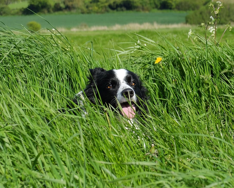 Collie, Gras, Kamera, Rand, Collie im Gras, gegenüber, süß, Porträt, draussen, Natur, Loyalität, smiley, Hund, Haustiere, ein Tier, Border Collie, inländisch, Eckzahn, Pflanze, Säugetier, Tierthemen, Tier, grüne Farbe, Feld, Wachstum, Wirbeltier, Land, Tag, keine Leute, draußen, Mund offen, 2K