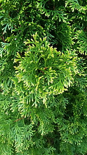 full, flora, arbre, naturalesa, branca, de fulla perenne, arbust, primer pla, color verd, creixement, planta, cap gent, bellesa a la natura, marc complet, dia, part de la planta, fons, tranquil·litat, vista d’angle alt, fullatge, a l'aire lliure, exuberant fullatge, frescor, enfocament selectiu, arbre de coníferes, avet, 5K, CC0, domini públic, lliure de regalies