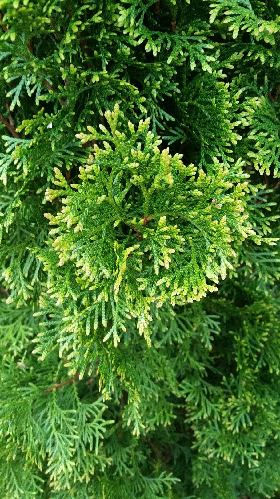 full, flora, arbre, naturalesa, branca, de fulla perenne, arbust, primer pla, color verd, creixement, planta, cap gent, bellesa a la natura, marc complet, dia, part de la planta, fons, tranquil·litat, vista d’angle alt, fullatge, a l'aire lliure, exuberant fullatge, frescor, enfocament selectiu, arbre de coníferes, avet, 5K