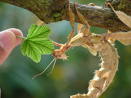 gespenstische Heuschrecke, Heuschrecke, Blatt, Futter, Insekt, Fokus auf den Vordergrund, Nahansicht, ein Tier, Tiere in freier Wildbahn, Tier, Tierthemen, Tag, Tierwelt, Hand, menschliches Körperteil, Pflanzenteil, menschliche Hand, Pflanze, Natur, wirbellos, Baum, Körperteil, Wachstum, Finger, draußen, Blätter, 2K, CC0, gemeinfrei, lizenzfrei
