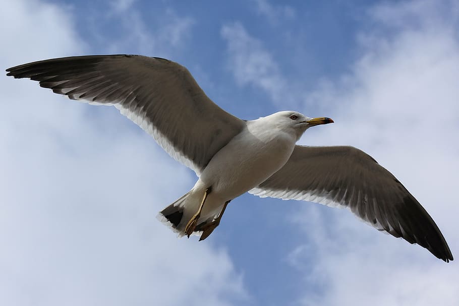 animale, cielo, nube, spiaggia, lungomare, gabbiano, uccello marino, animale selvaggio, naturale, volo, volo a bassa quota, sfrenato, volante, uccello, fauna selvatica, un animale, ali spiegate, animali allo stato selvatico, parte del corpo animale, mezz'aria, temi animali, vertebrato, Inquadratura dal basso, nuvola - cielo, ala animale, natura, la libertà, nessuno, giorno, movimento, all'aperto, direttamente sotto, ricerca, 4K