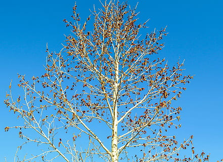 árvore, Primavera, flor, madeira, ensolarado, ramo, florescimento, florescendo, brotar, crescimento, natureza, azul, temporada, céu, origens, céu limpo, plantar, visão de baixo ângulo, ninguém, beleza na natureza, dia, ao ar livre, planta com flores, comida e bebida, frescura, outono, folha, 2K, CC0, domínio público, royalty free