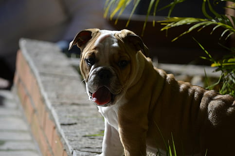pose, gos, posant, model, un animal, mamífer, caní, animals domèstics, mascotes, nacional, retrat, vertebrats, mirant la càmera, centrar-se en primer pla, cap gent, dia, part del cos dels animals, boca oberta, expressió facial, boca, panteixant, 4K, CC0, domini públic, lliure de regalies
