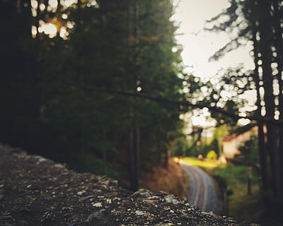 camigliatello, calabria, green leafed tree, landscape, bridge, stone, structure, buidling, tree, plant, nature, no people, forest, tranquility, focus on foreground, transportation, land, outdoors, day, growth, direction, beauty in nature, selective focus, sunlight, road, tranquil scene, the way forward, non-urban scene, 2K, CC0, public domain, royalty free