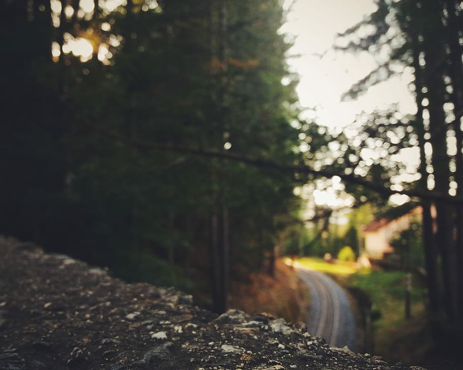 camigliatello, calabria, green leafed tree, landscape, bridge, stone, structure, buidling, tree, plant, nature, no people, forest, tranquility, focus on foreground, transportation, land, outdoors, day, growth, direction, beauty in nature, selective focus, sunlight, road, tranquil scene, the way forward, non-urban scene, 2K