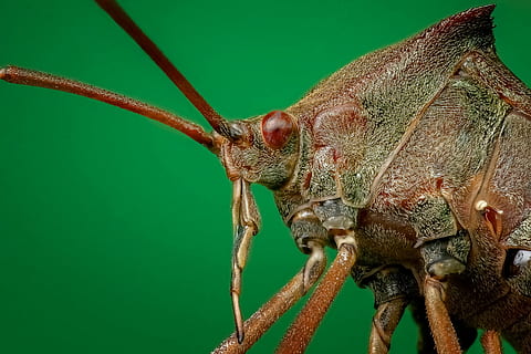 fotografía macro, marrón, insecto, de cerca, macro, cerrar, piernas, pequeña, horripilante, peludo, cabeza, natural, naturaleza, animal, volar, un animal, fauna animal, temas de animales, color verde, animales en la naturaleza, nadie, día, invertebrado, parte del cuerpo del animal, centrarse en primer plano, antena animal, al aire libre, planta, parte de la planta, saltamontes, vista lateral, ojo de animal, 4K, CC0, dominio público, libre de derechos